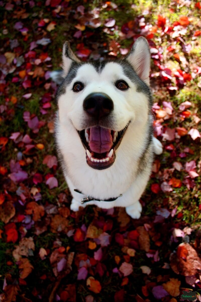 Bộ sưu tập hình ảnh chó Husky đẹp, ngáo, dễ thương