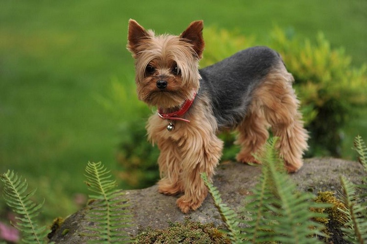 Cho Yorkshire Terrier