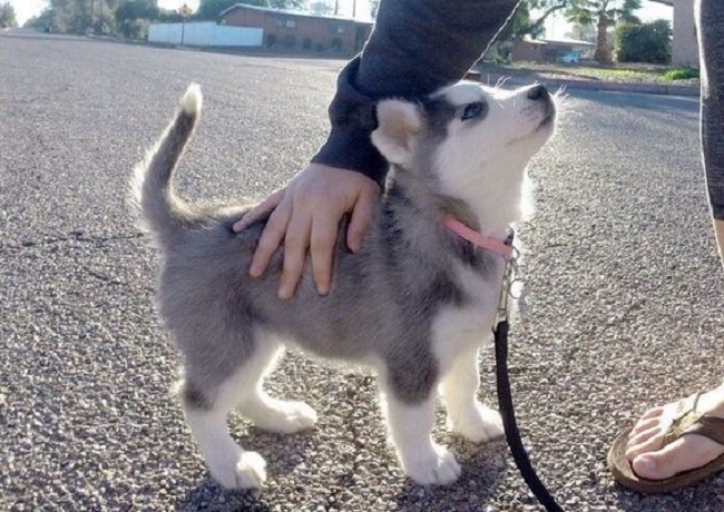 Ảnh chó Alaska đẹp, cute, cool ngầu, hài hước | Z photos
