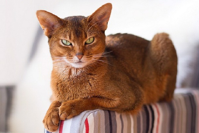 Meo Abyssinian