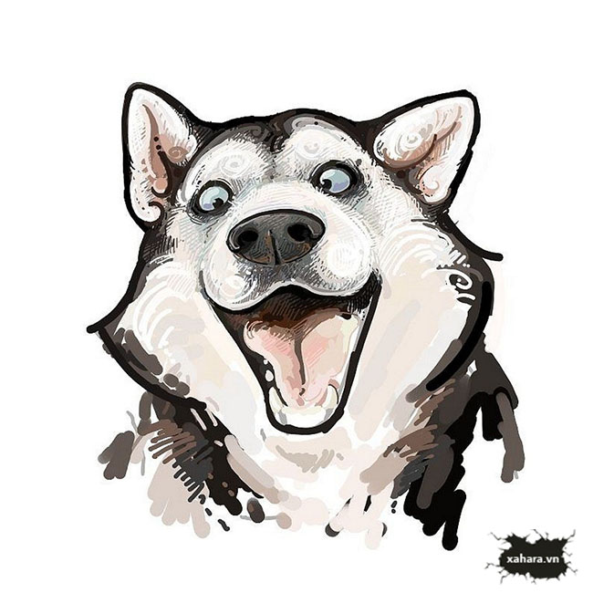 Bộ thuế luyện tranh giành, hình vẽ chó Husky rất đẹp, cute